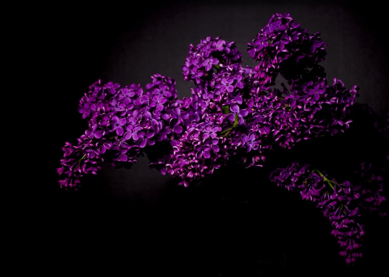 Сирень на черном фоне