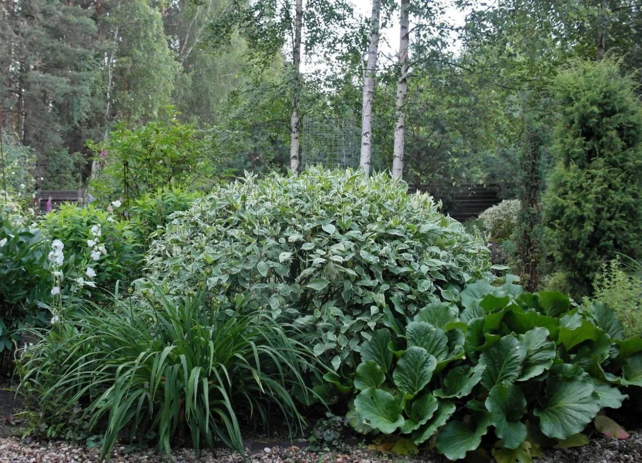 Гортензия папоротник Хоста