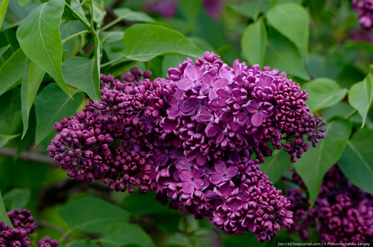 Сирень обыкновенная Маршал Жуков