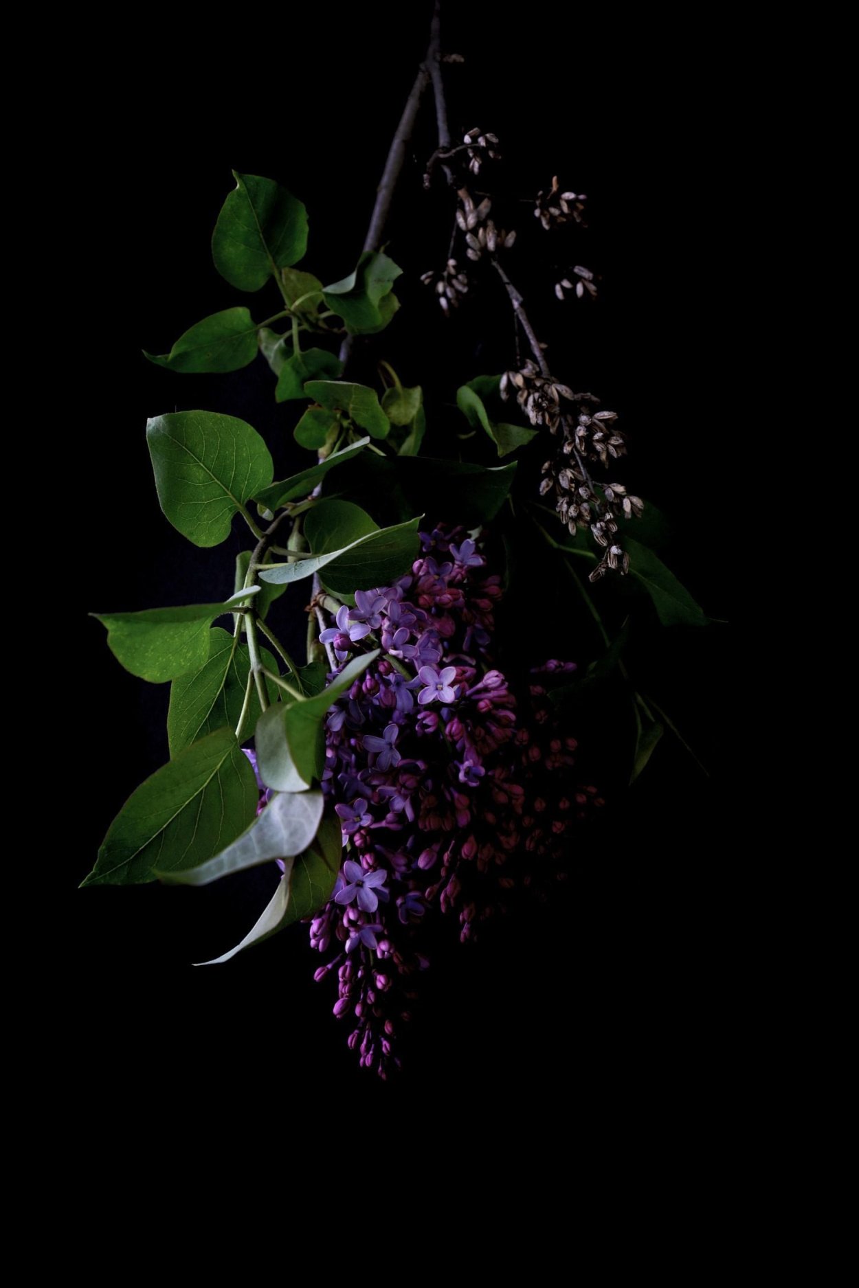 Темно фиолетовые цветы