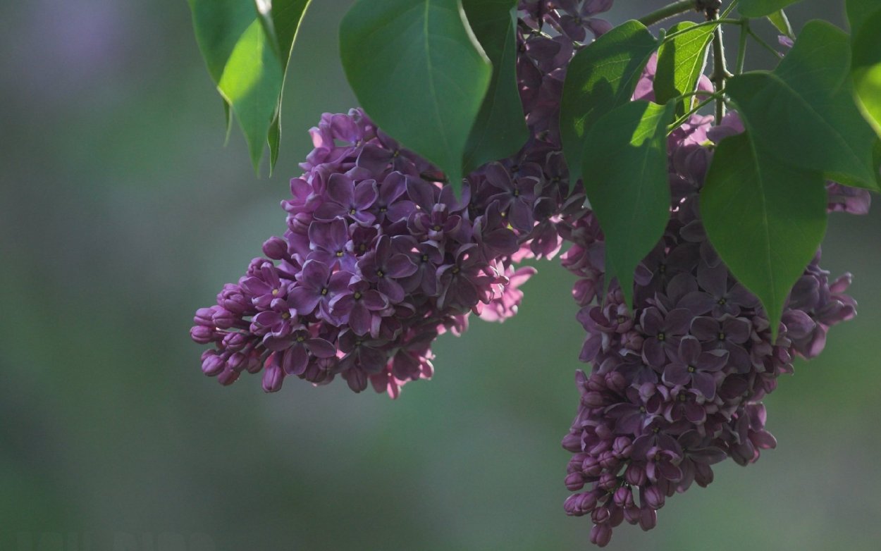 Сирень сбоку