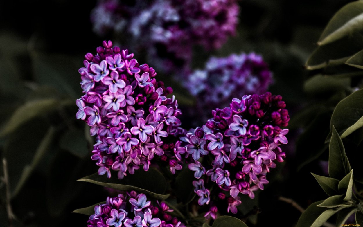 Сирень Прайм Роуз