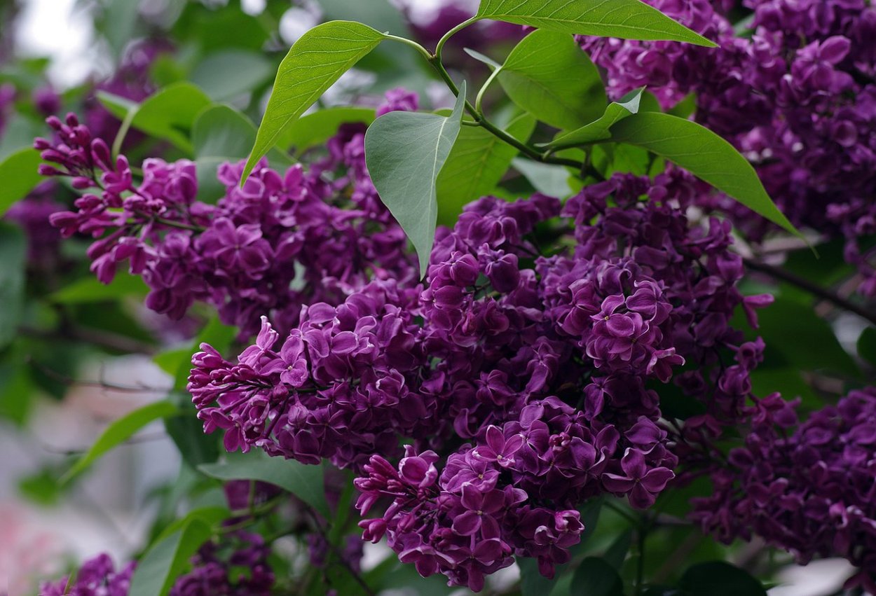 Сирень обыкновенная Монтень