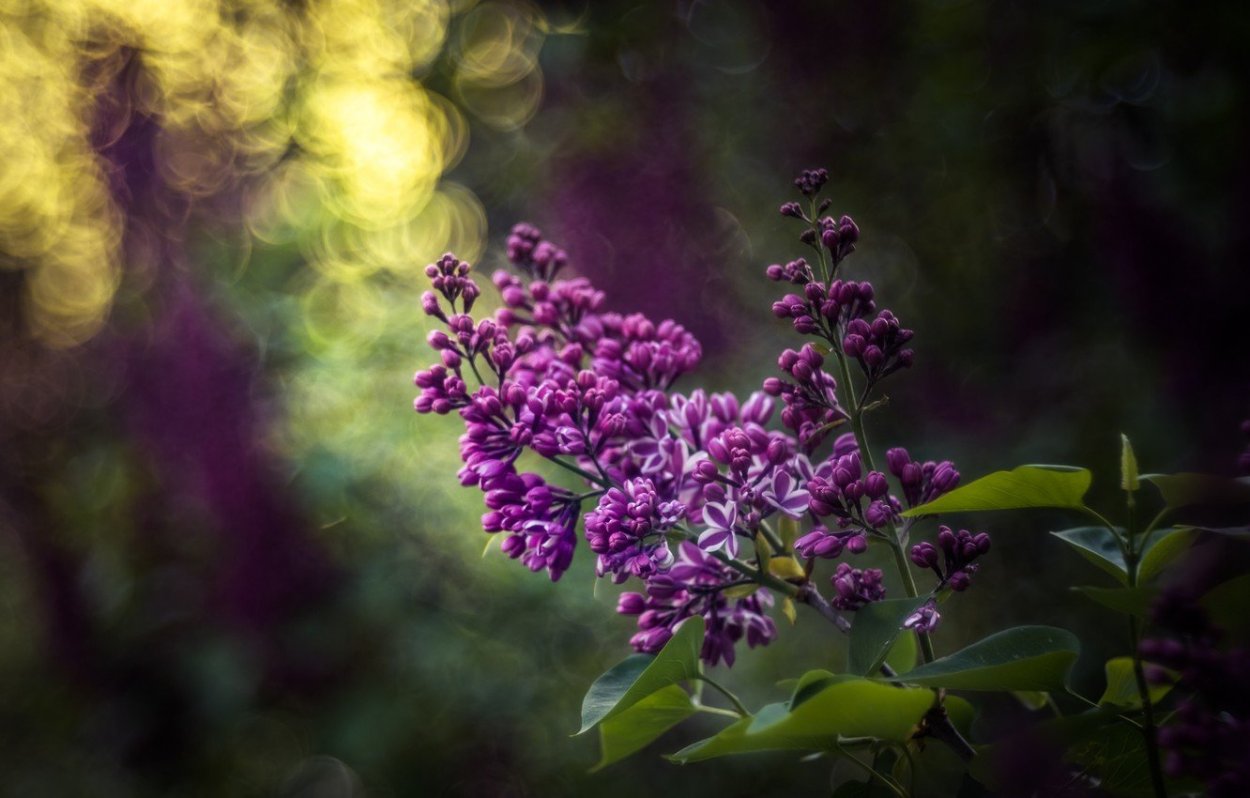 Сирень сирень Сумерки