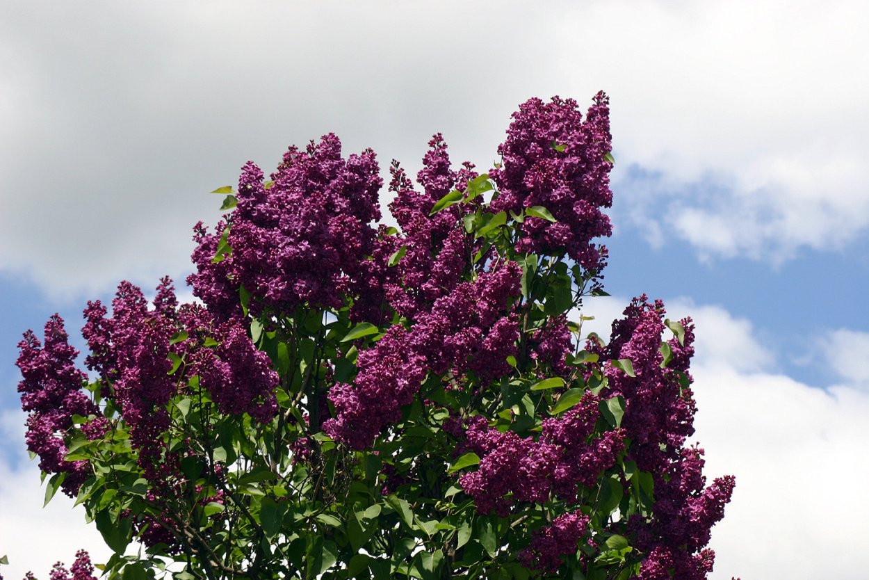 Сирень обыкновенная Кремлевские куранты