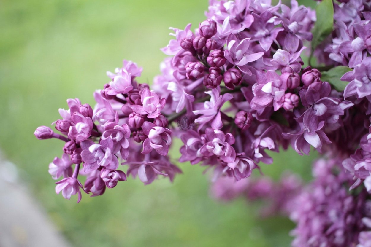 Сирень обыкновенная огни Донбасса