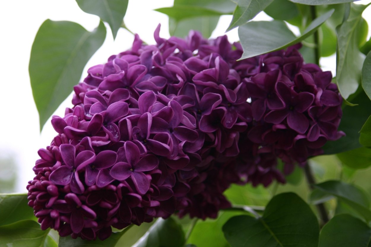 Сирень обыкновенная Маршал Жуков