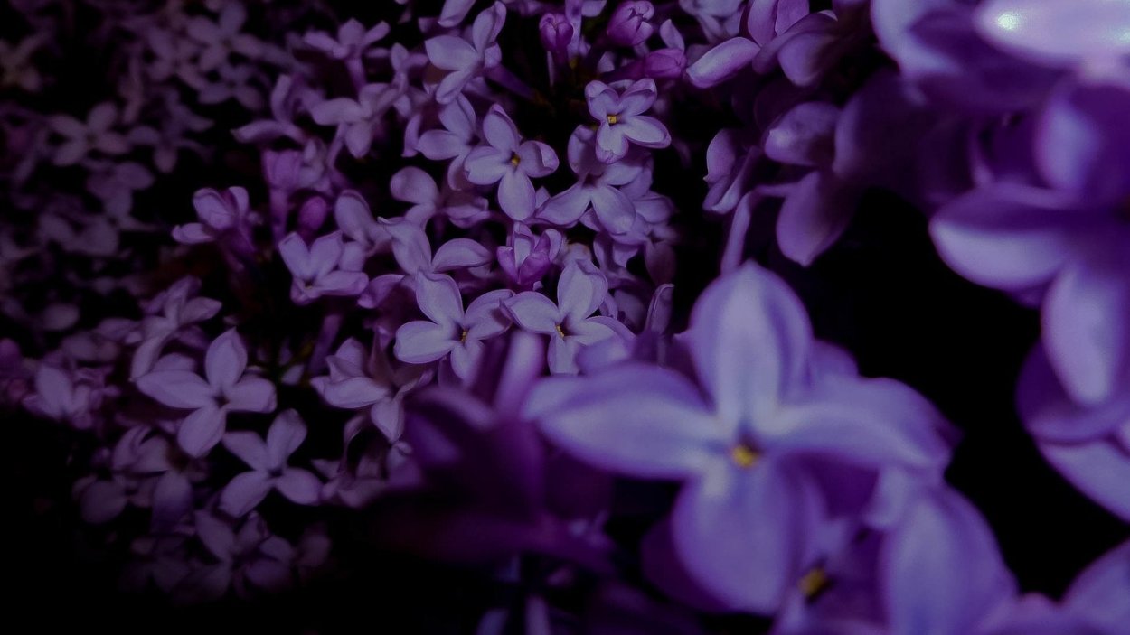 Темная сирень цвет