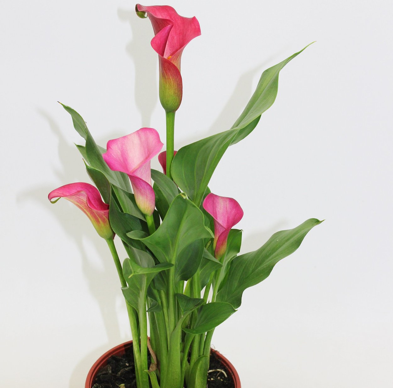 Калла Зантедеския