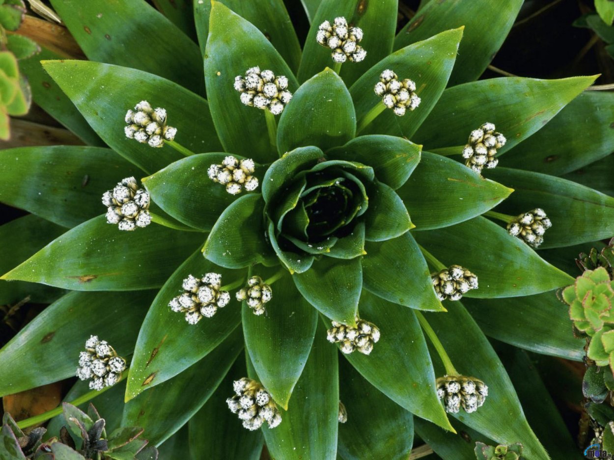 Зеленые цветы