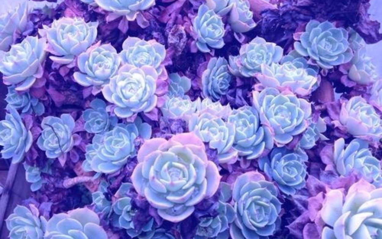 Роза дарк перпл Эстетика