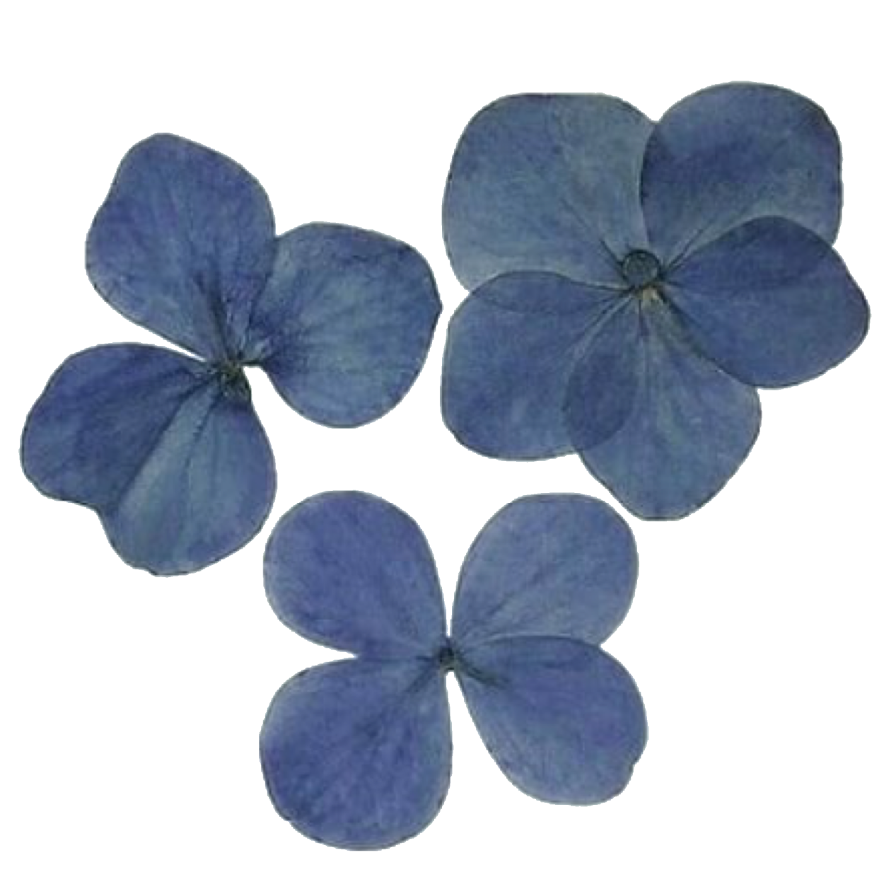 Хоста голубая чаша