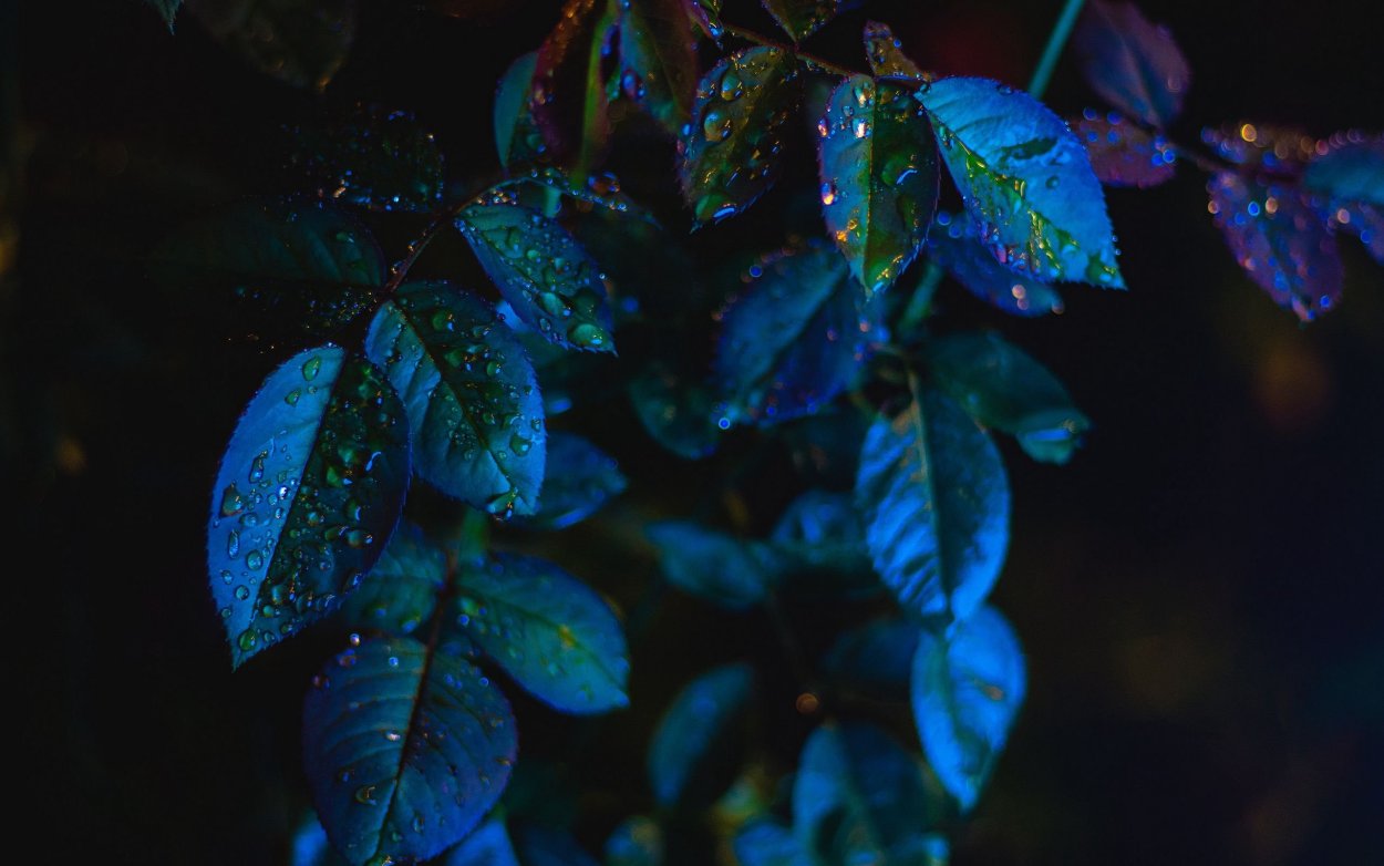 Эстетика голубого