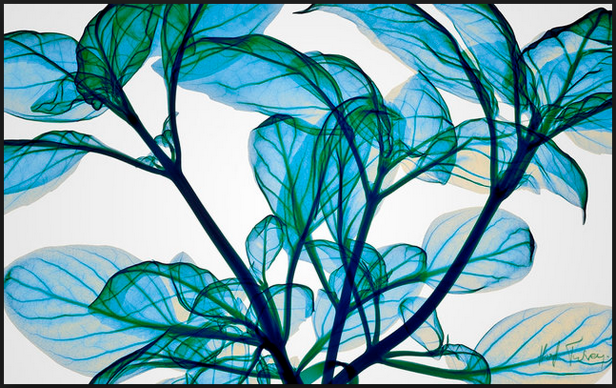 Эхеверия фиолетовая