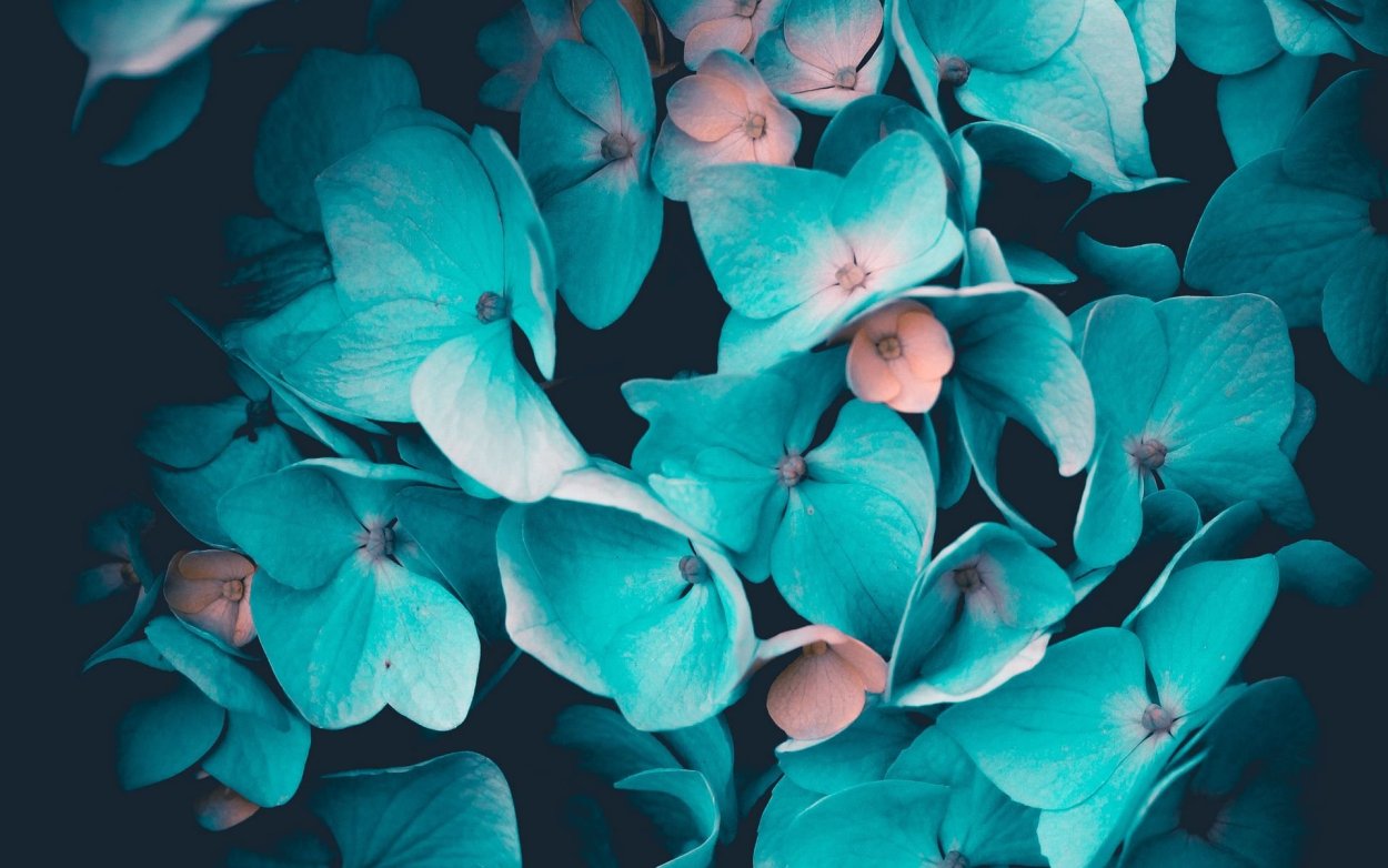 Хоста Абикуа дринкинг гаурд