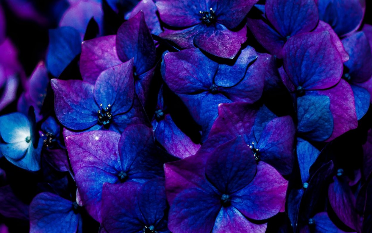 Серо-голубой в природе