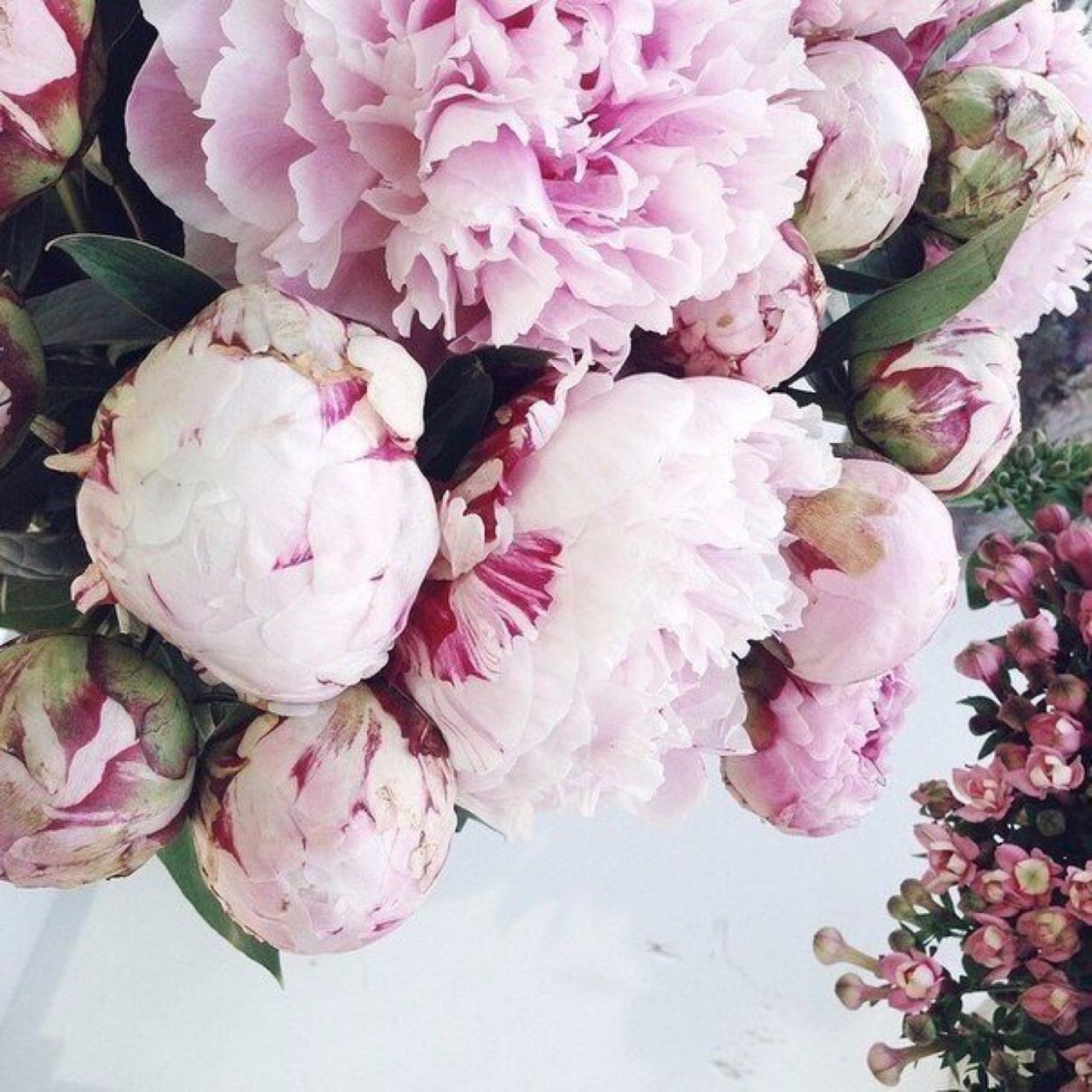 Пионы марсала