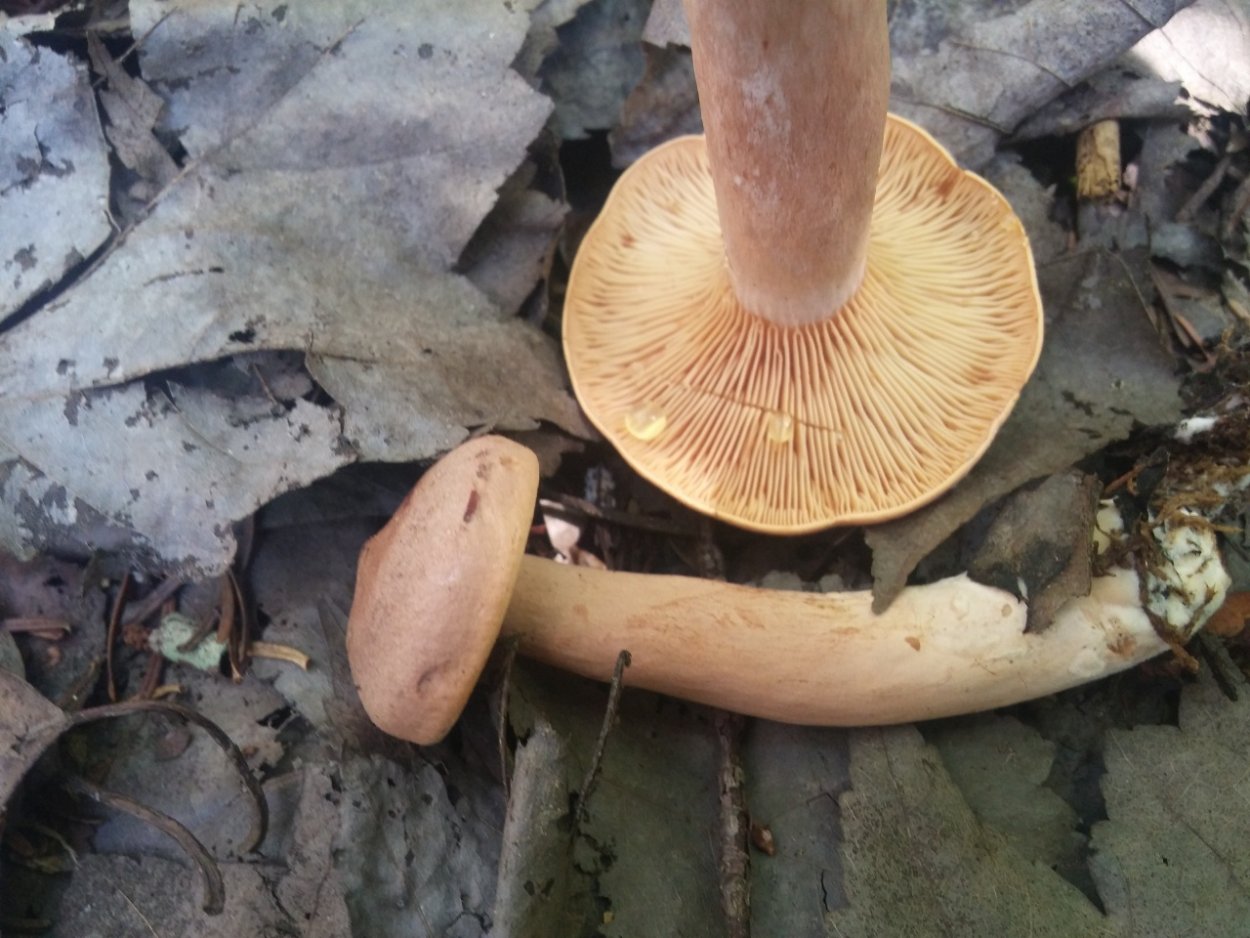 Млечник шиповатый (Lactarius spinosulus)