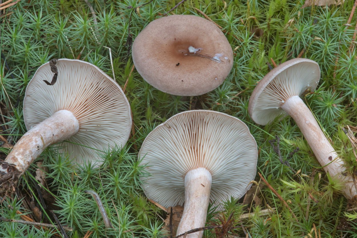 Млечник блёклый Lactarius vietus-