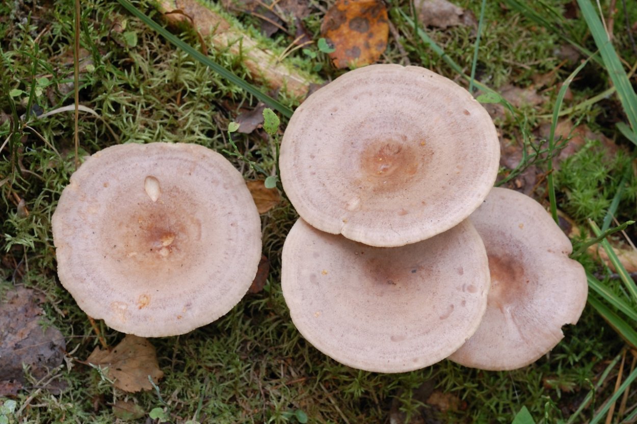 Рыжик млечно-красный (Lactarius semisanguifluus).