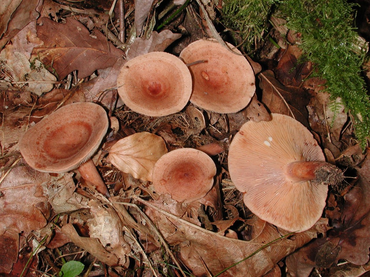 Mycena rosea