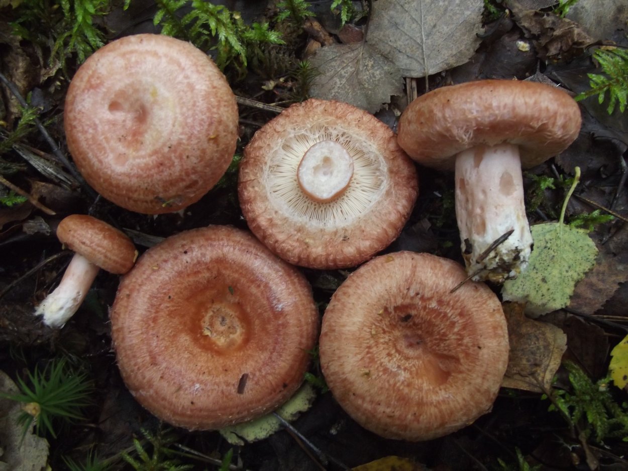 Млечник серо-розовый Lactarius helvus