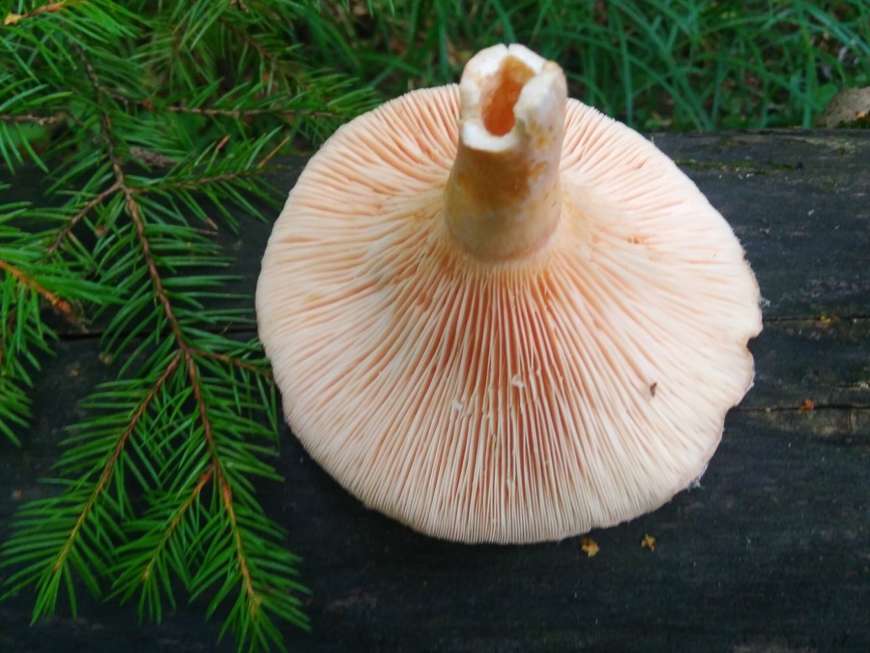 Энтолома Муррея