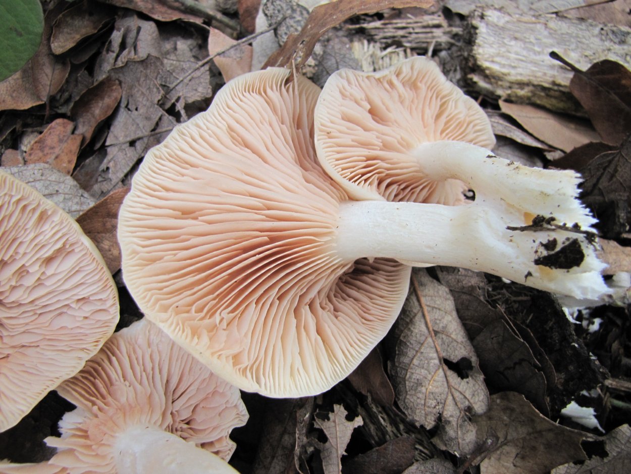 Млечник обыкновенный (Lactarius trivialis)