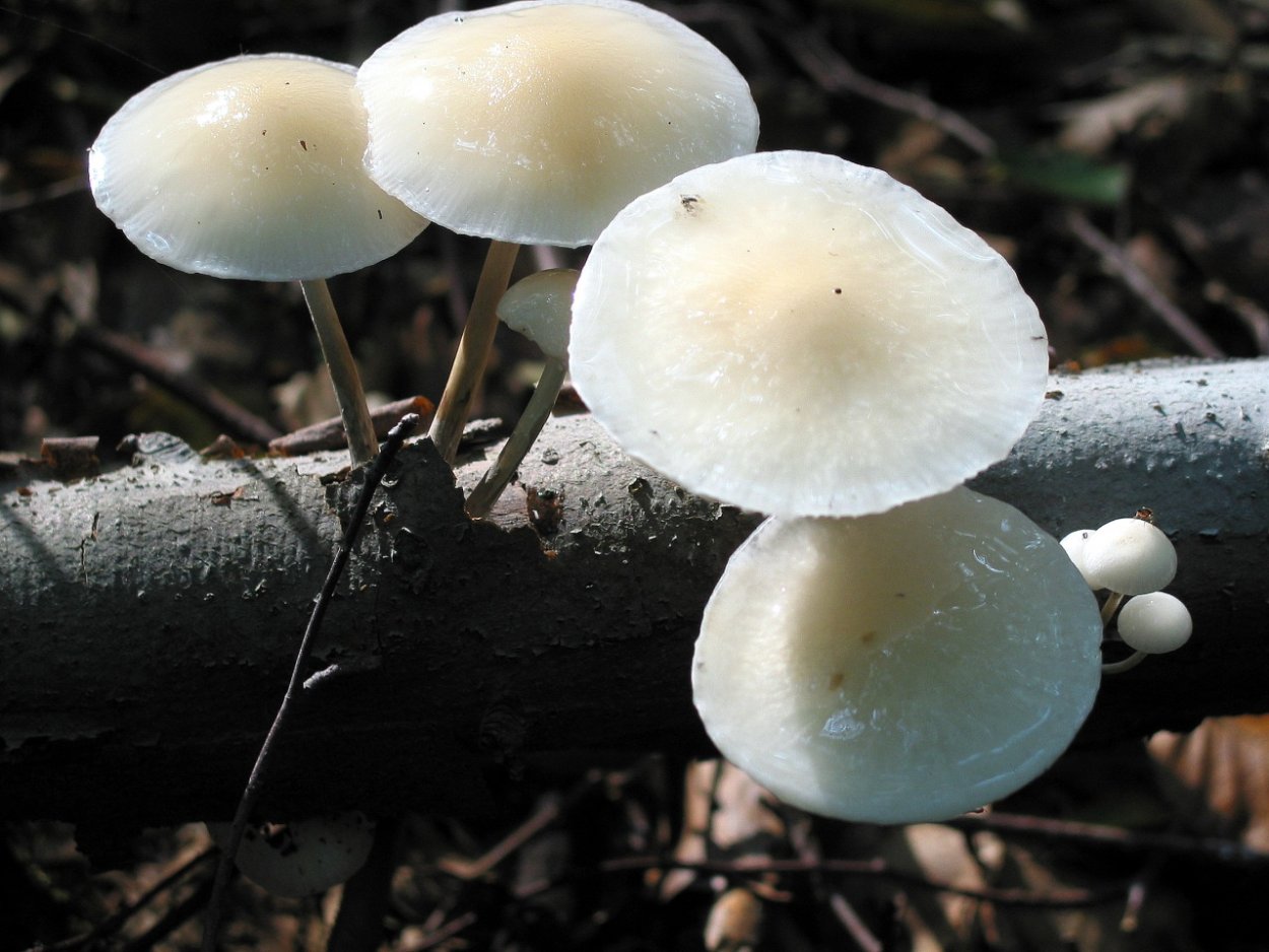 Гриб Янтарный млечник