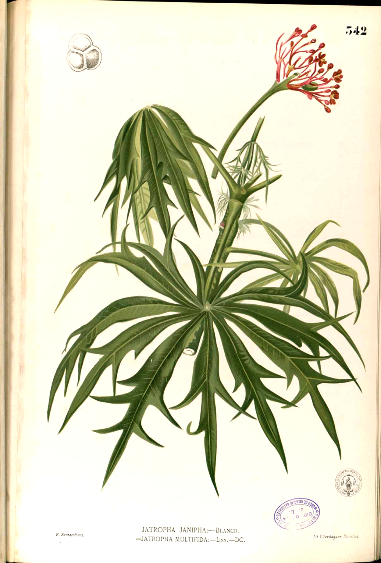 Ятрофа рассеченная / Jatropha multifida