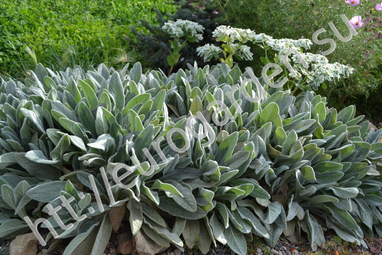 Стахис Юкки