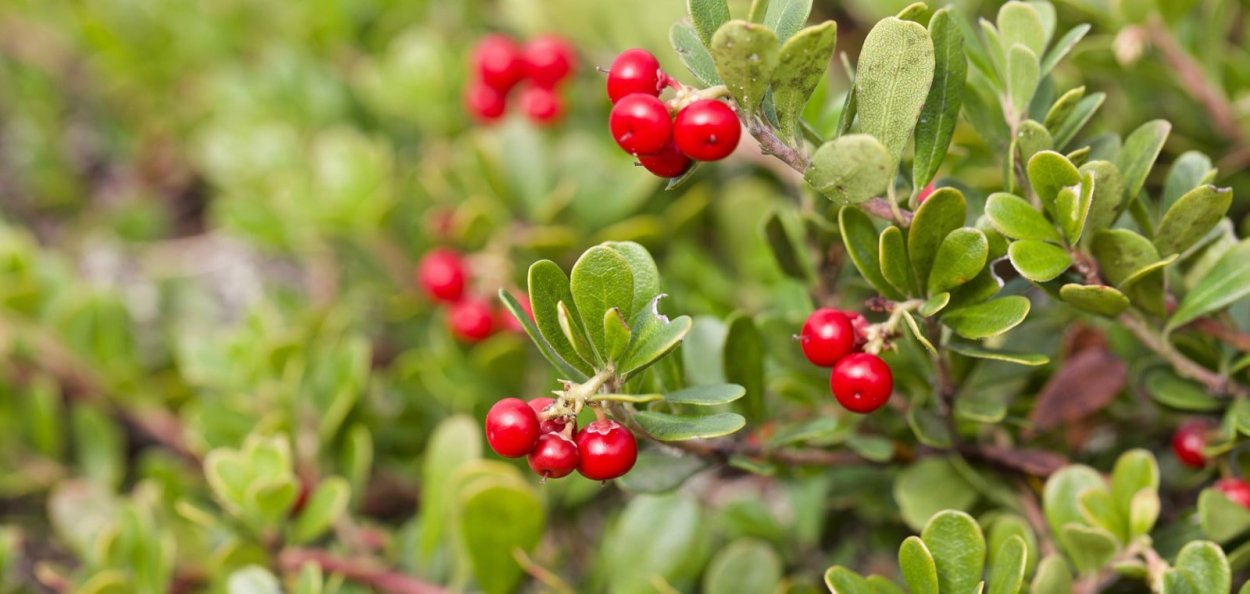 Толокнянка ягода