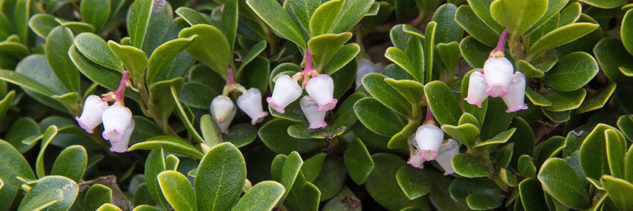 Толокнянка обыкновенная Arctostáphylos ÚVA-úrsi (l.) Speng.