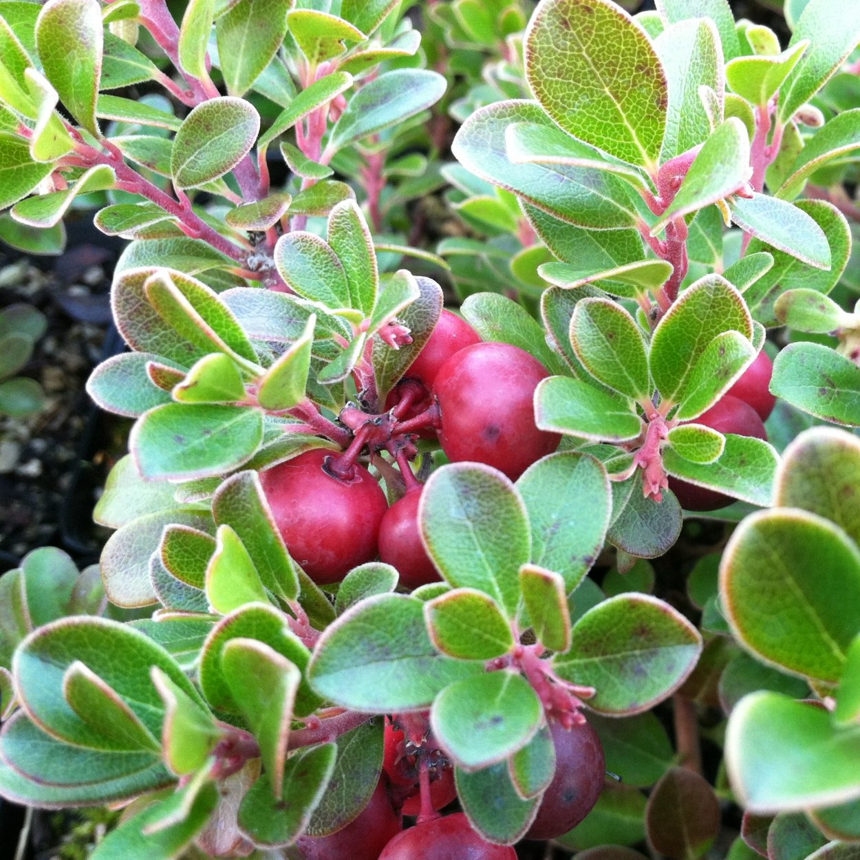 Толокнянка (Arctostaphylos UVA-ursi)