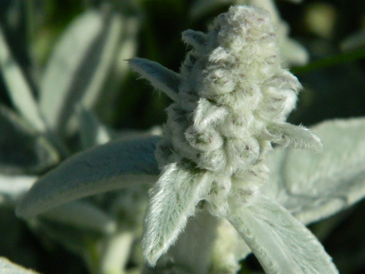 Стахис Сильвер Финч