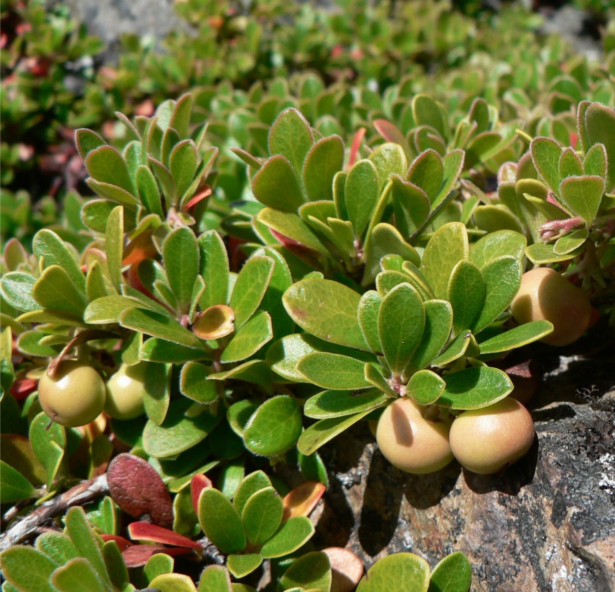 Толокнянка обыкновенная Медвежье ушко