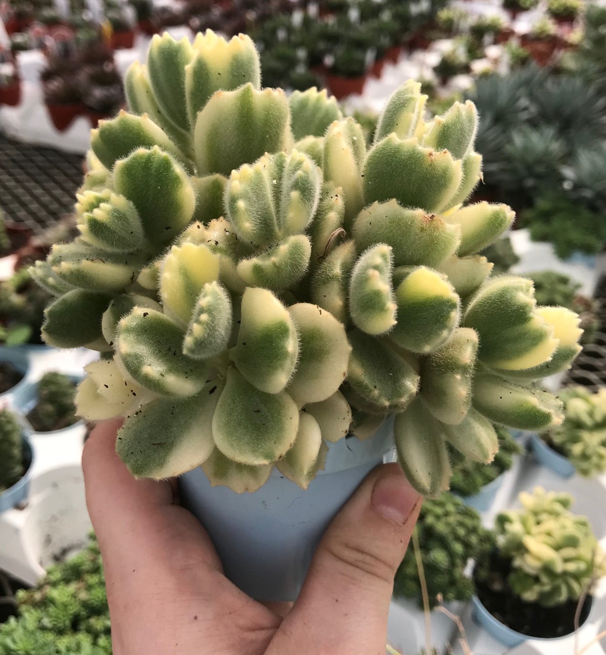 Коровяк обыкновенный Медвежье ухо