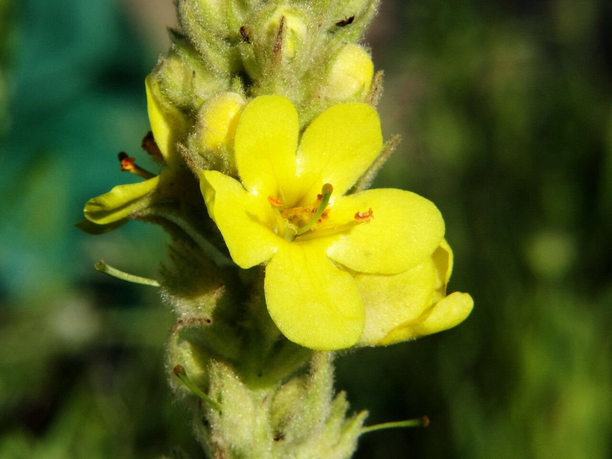 Толокнянка обыкновенная (Arctostaphylos UVA-ursi (l.) Spreng.)