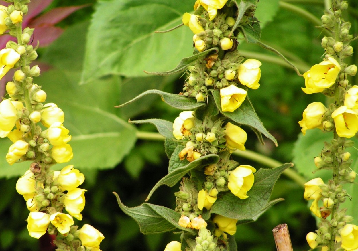 Verbascum Thapsus