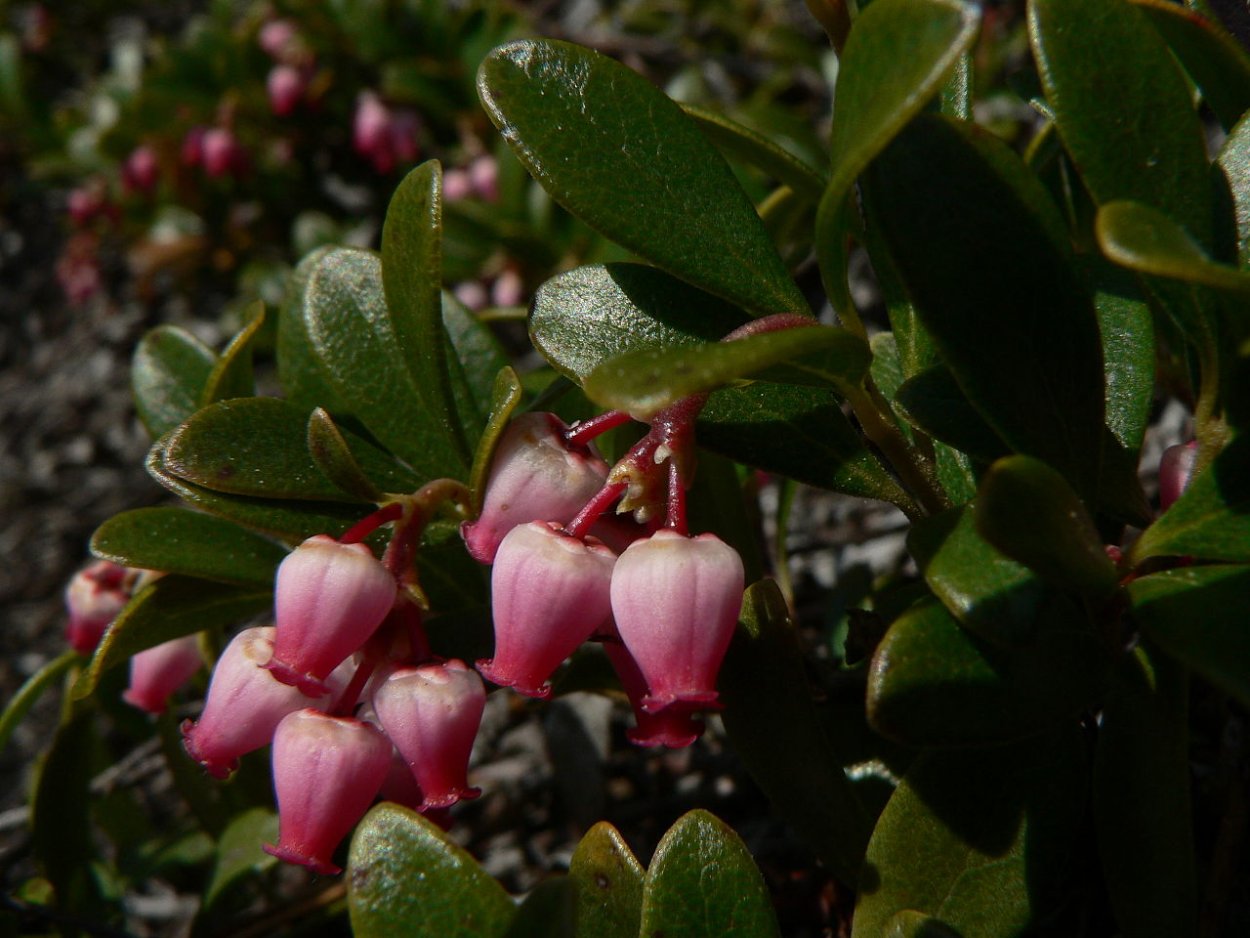 Коровяк Царский скипетр