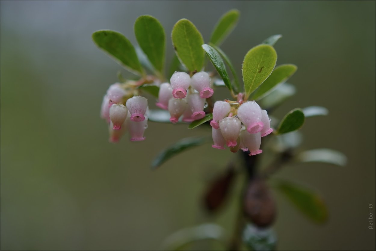 Коровяк чёрный