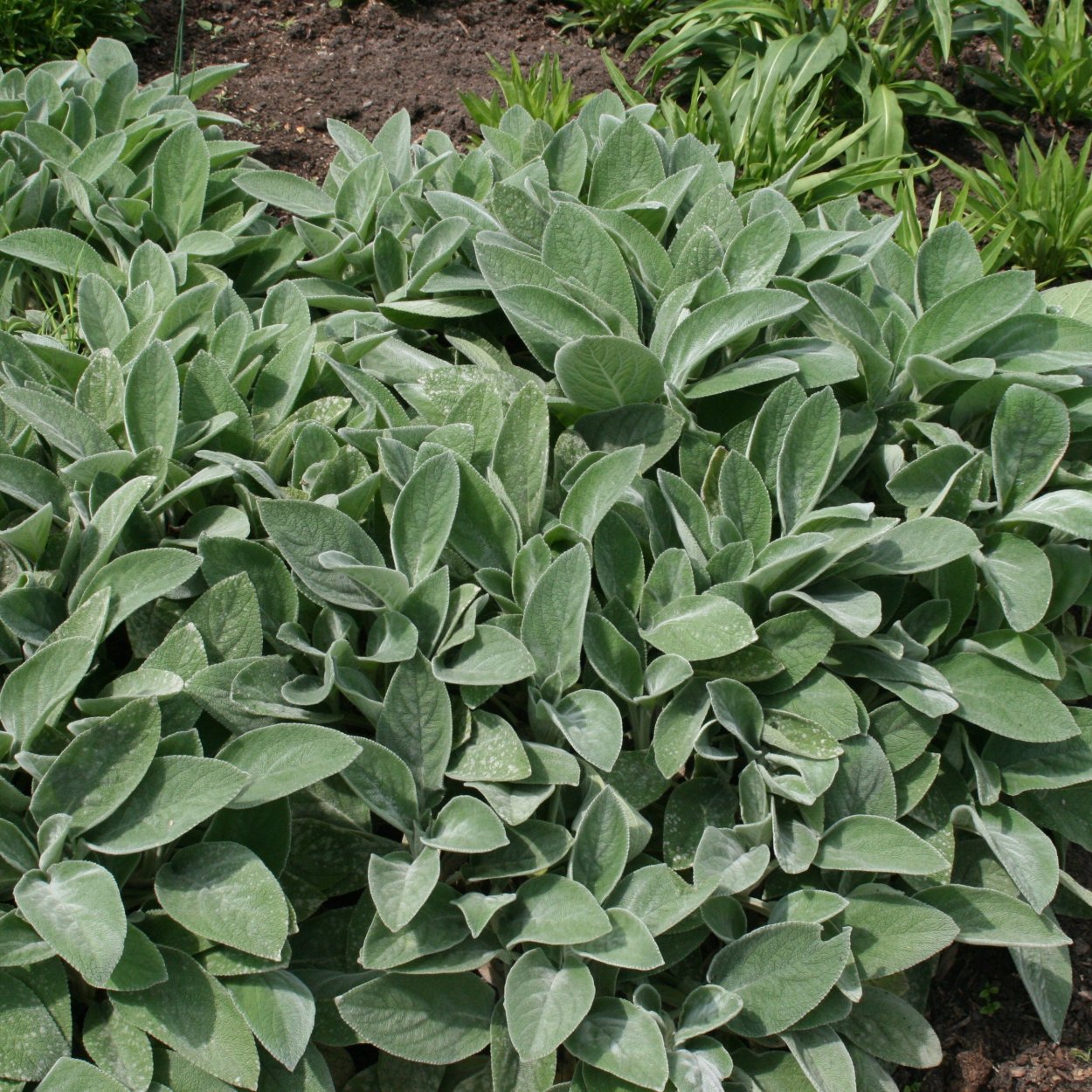 Чистец Медвежье ушко