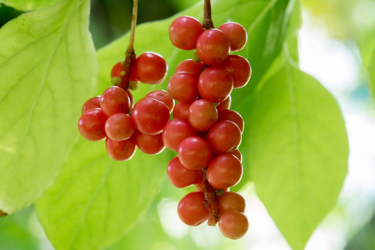 Лимонник китайский (Schizandra chinensis )