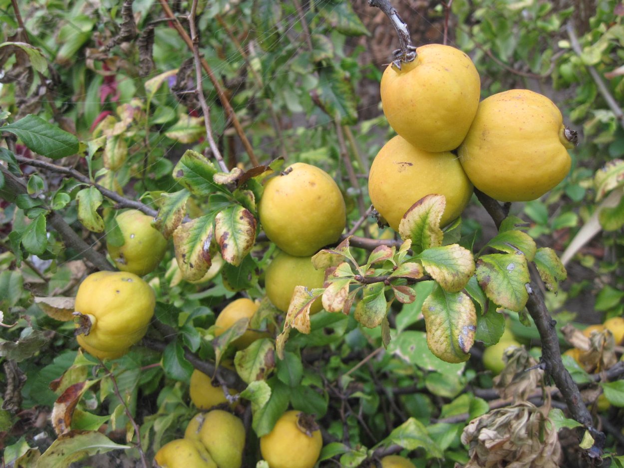 Лимонник айва