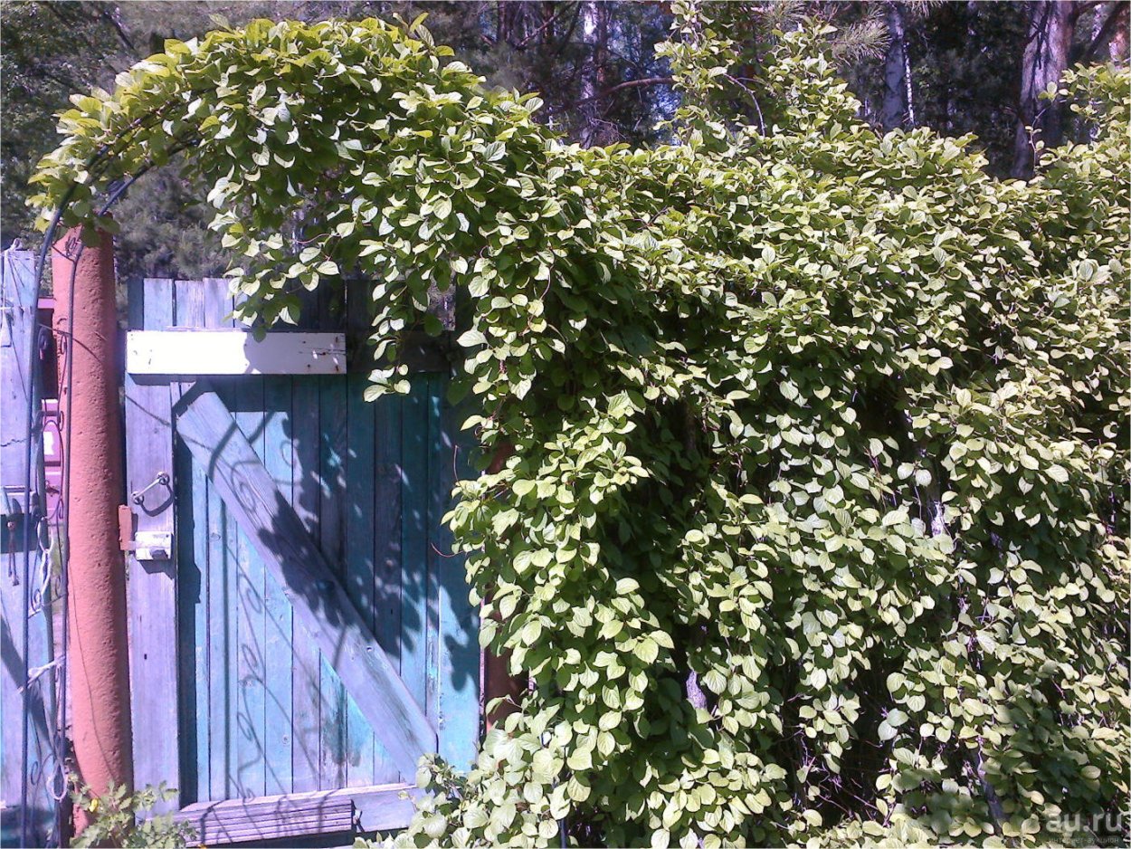 Лимонник китайский кустарник