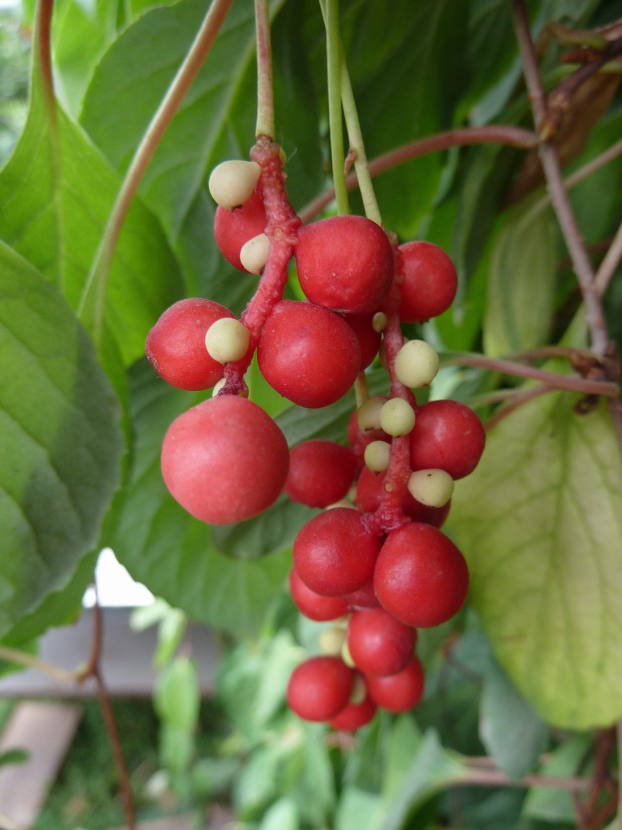 Лимонник Дальневосточный растение