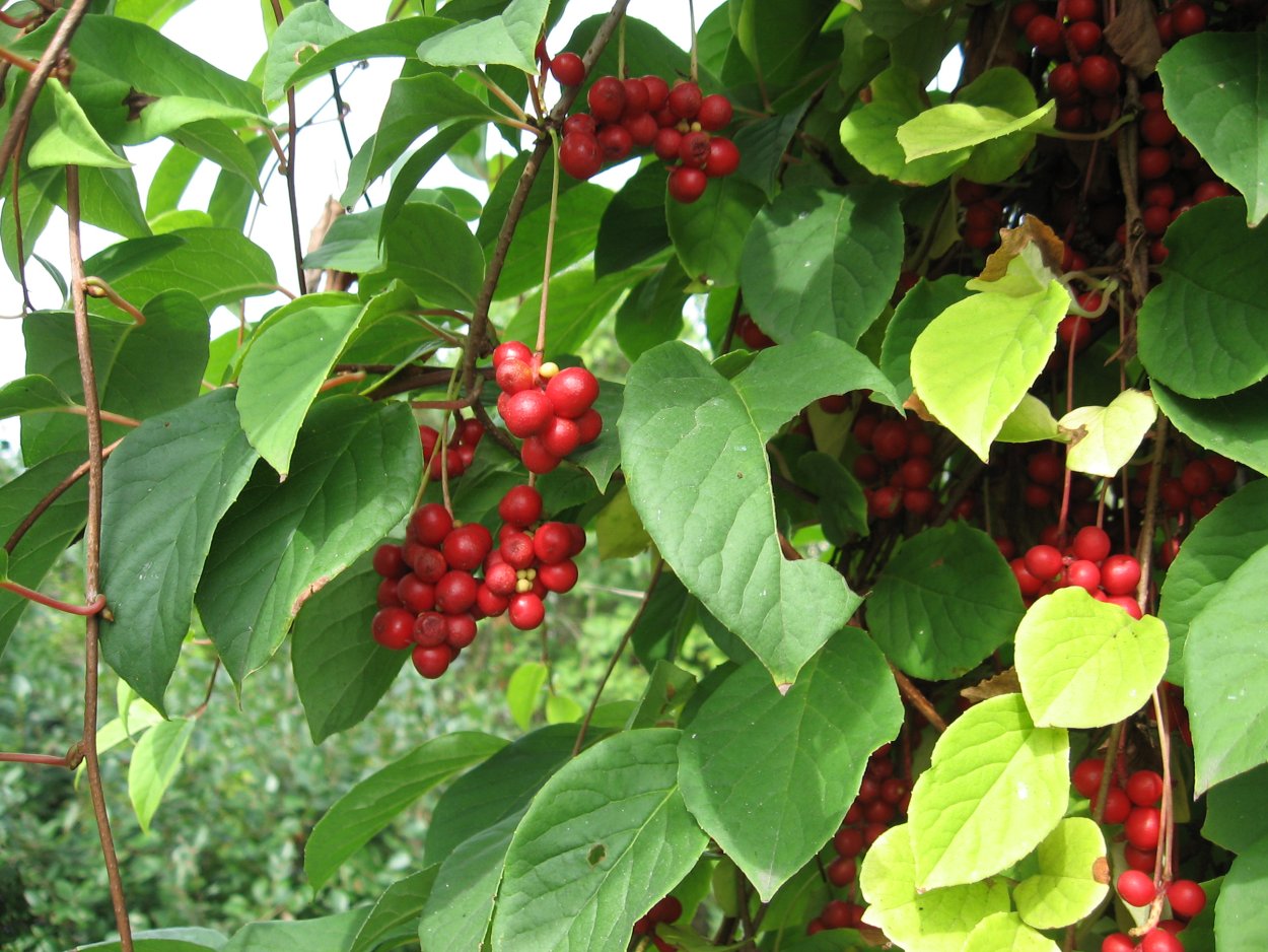 Лимонник Сахалинский