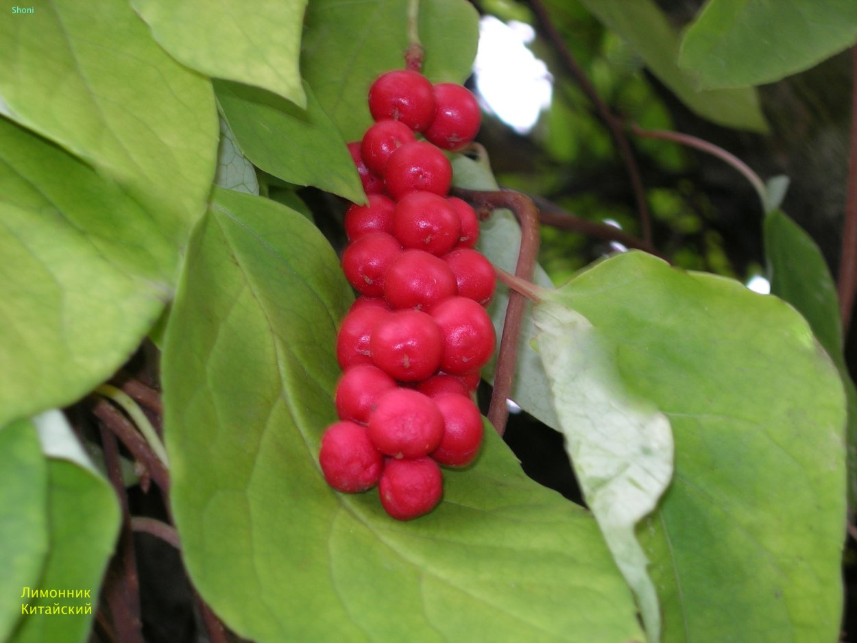 Лимонник цветок Родина Китай