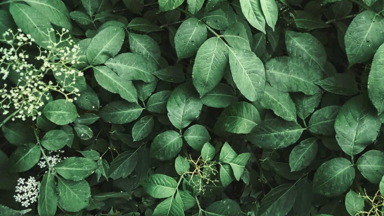 Лимонник Дальневосточный цветы