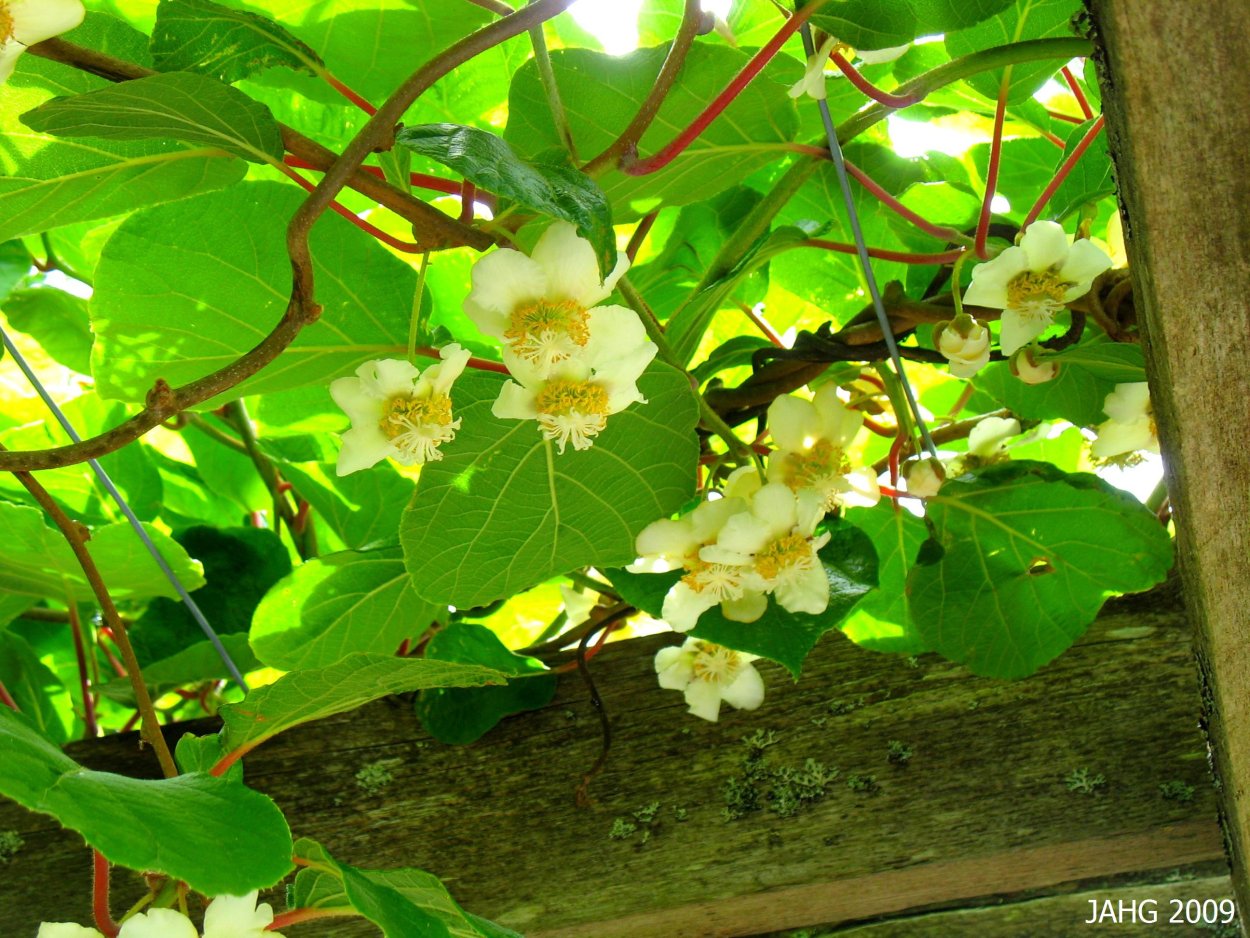 Актинидия куст цветение